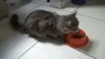 Lipe