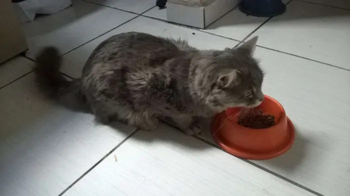Gato raça Angorá idade 2 anos nome Lipe