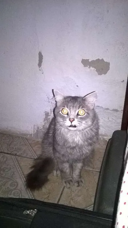 Gato raça Angorá idade 2 anos nome Lipe