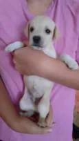 Floquinho
