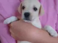 Floquinho