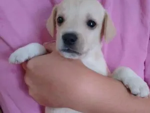 Cachorro raça Não definido idade Abaixo de 2 meses nome Floquinho