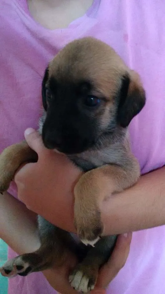 Cachorro ra a Não definido idade Abaixo de 2 meses nome Cristal