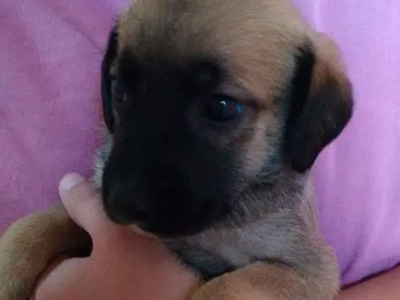 Cachorro ra a Não definido idade Abaixo de 2 meses nome Cristal