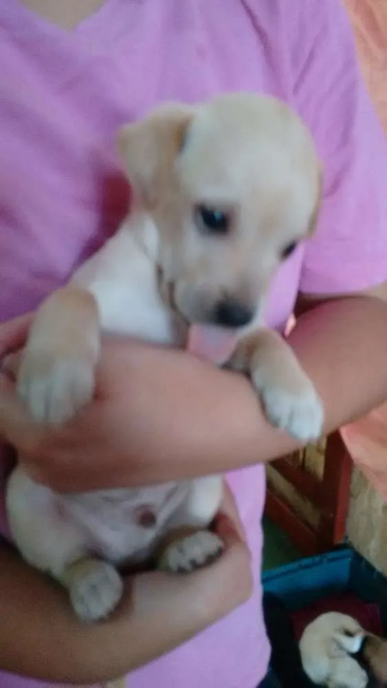 Cachorro ra a Não definido idade Abaixo de 2 meses nome Marley