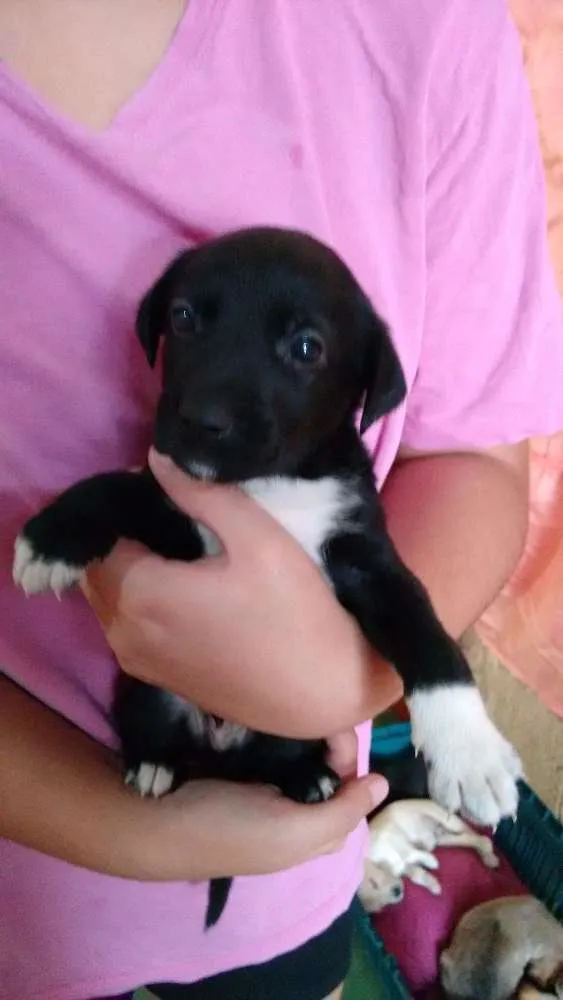 Cachorro ra a Não definido idade Abaixo de 2 meses nome Bolinha