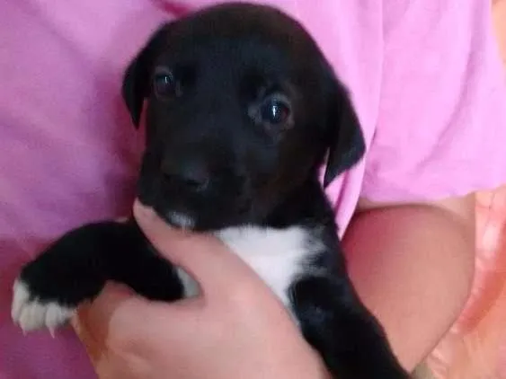 Cachorro ra a Não definido idade Abaixo de 2 meses nome Bolinha