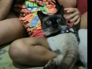 Gato raça Sianes idade 2 anos nome Hércules