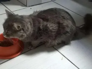 Gato raça Angorá idade 2 anos nome Lipe