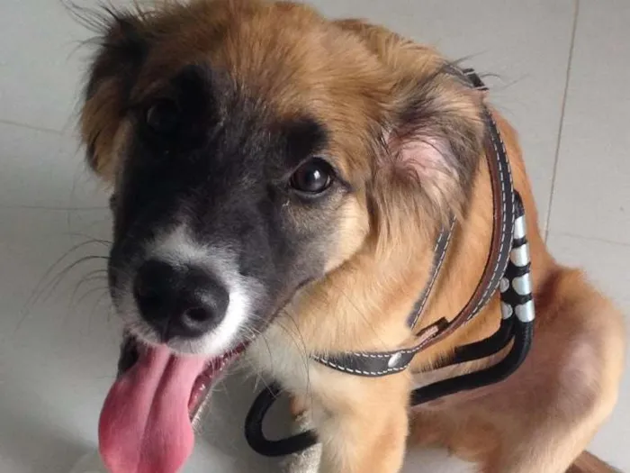 Cachorro ra a Vira Lata idade 7 a 11 meses nome Lambão