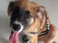 Lambão