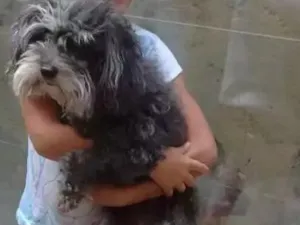 Cachorro raça Pudor  idade 6 ou mais anos nome Rosinha