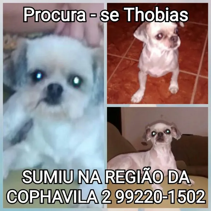 Cachorro ra a  idade  nome shitzu