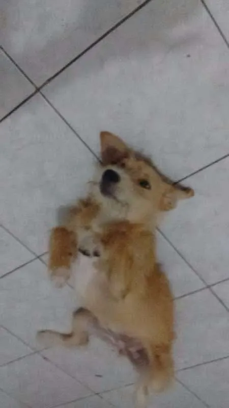 Cachorro ra a indefinida idade 1 ano nome Menina