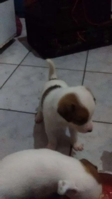 Cachorro ra a indefinida idade Abaixo de 2 meses nome Filhote