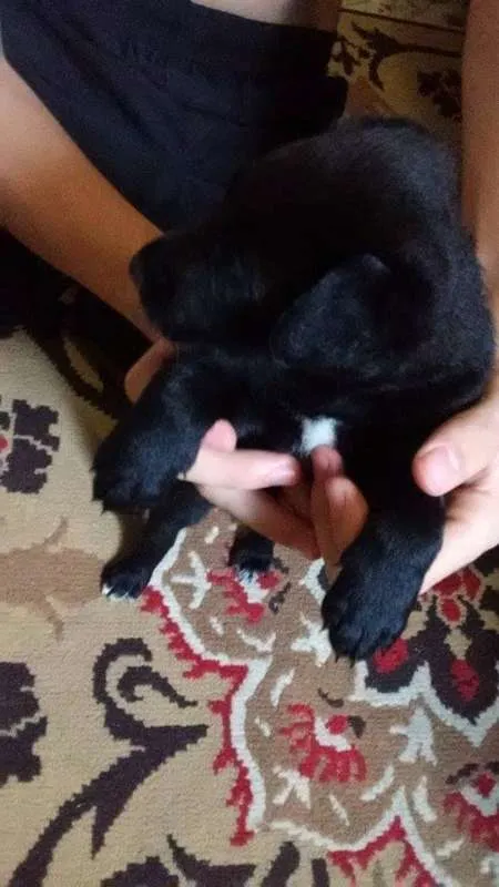 Cachorro ra a indefinida idade Abaixo de 2 meses nome Filhote