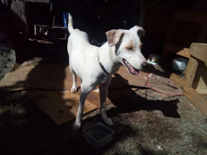 Cachorro raça Sem Raça definida idade 2 a 6 meses nome Sem Nome