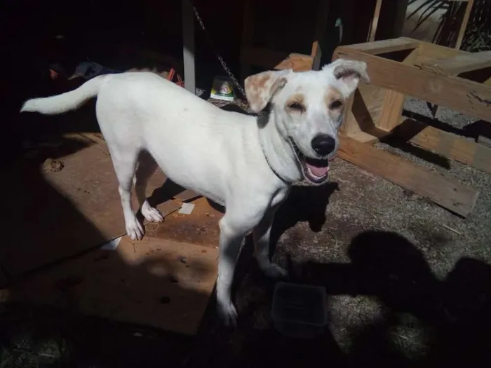 Cachorro raça Sem Raça definida idade 2 a 6 meses nome Sem Nome