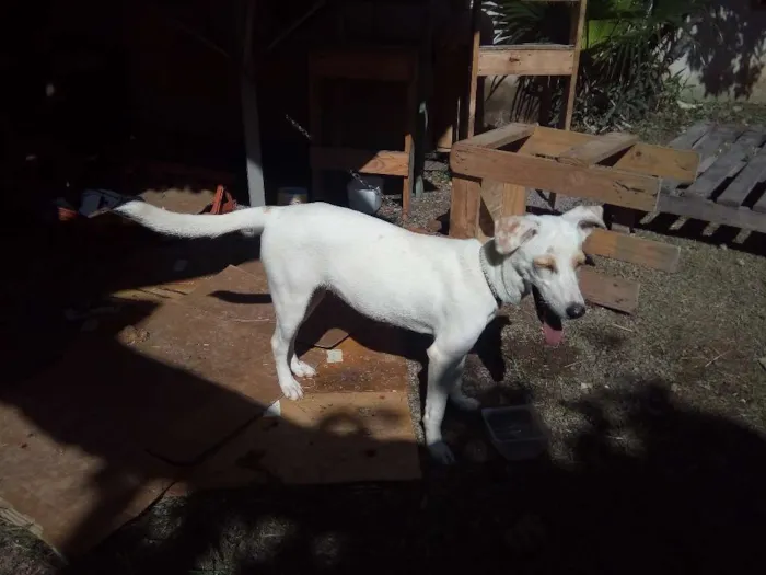 Cachorro raça Sem Raça definida idade 2 a 6 meses nome Sem Nome