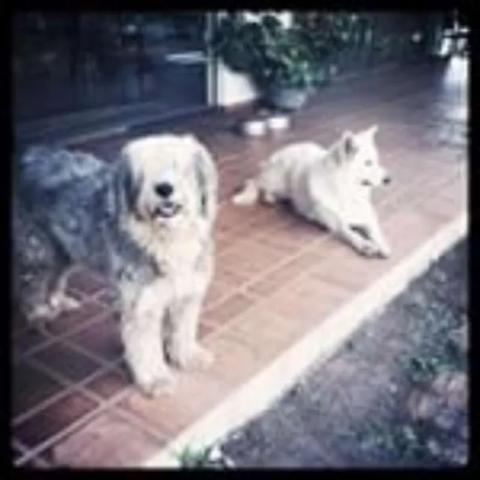 Cachorro raça Sheepdog idade 6 ou mais anos nome Nick