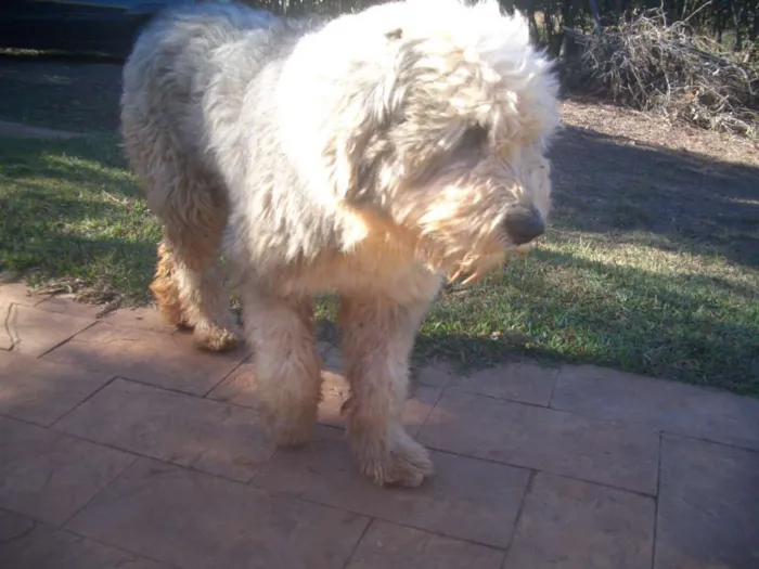 Cachorro raça Sheepdog idade 6 ou mais anos nome Nick