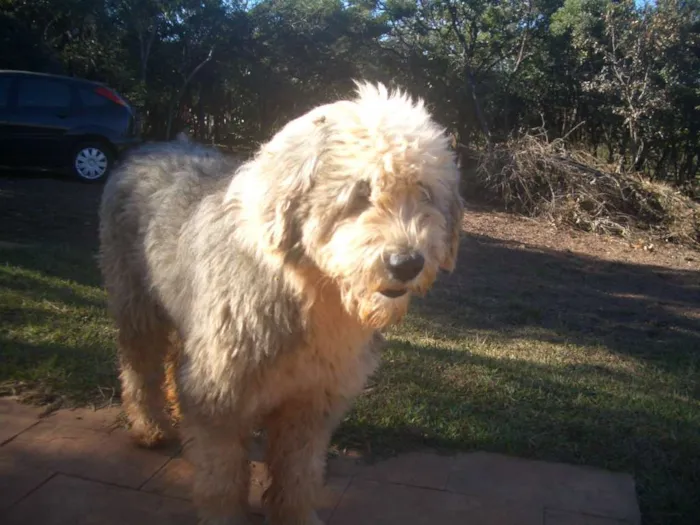 Cachorro raça Sheepdog idade 6 ou mais anos nome Nick