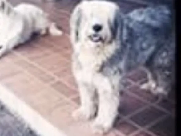 Cachorro raça Sheepdog idade 6 ou mais anos nome Nick