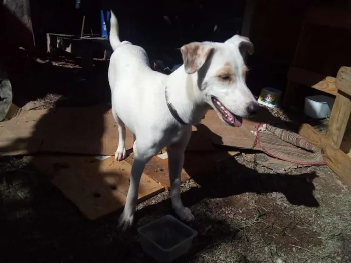 Cachorro raça Sem Raça definida idade 2 a 6 meses nome Sem Nome