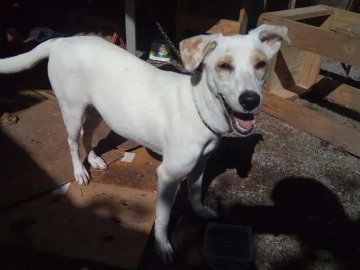 Cachorro raça Sem Raça definida idade 2 a 6 meses nome Sem Nome