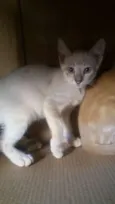 Docinho