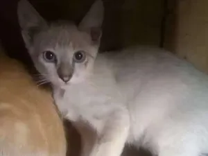 Gato raça  idade 2 a 6 meses nome Docinho 