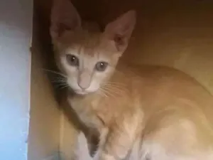 Gato raça  idade 2 a 6 meses nome Amarelinha 
