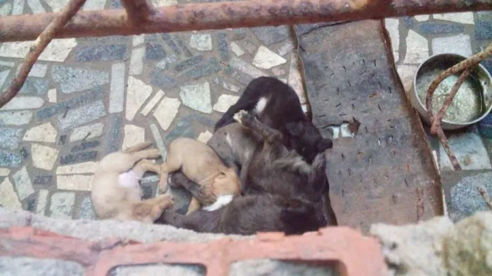 Cachorro raça  idade 3 anos nome pretinha