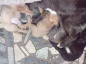 Cachorro raça  idade 3 anos nome pretinha