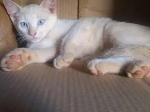 Gato raça  idade 2 a 6 meses nome Namu 