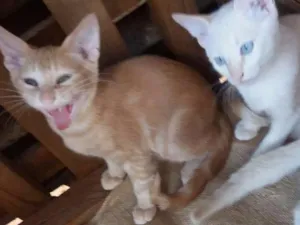Gato raça  idade 2 a 6 meses nome Bolinhas de pelo