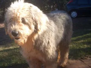 Cachorro raça Sheepdog idade 6 ou mais anos nome Nick