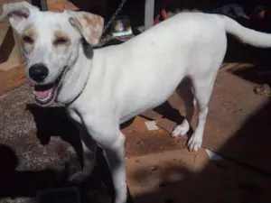 Cachorro raça Sem Raça definida idade 2 a 6 meses nome Sem Nome