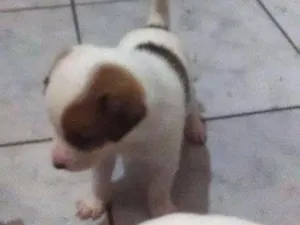 Cachorro raça indefinida idade Abaixo de 2 meses nome Filhote