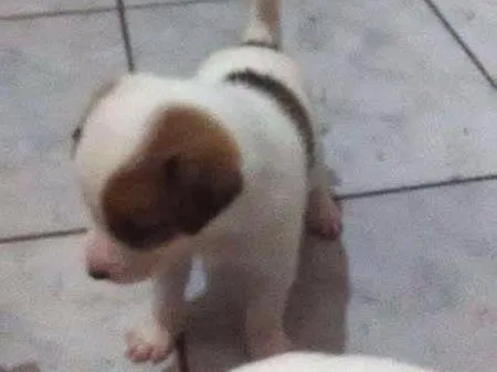 Cachorro ra a indefinida idade Abaixo de 2 meses nome Filhote