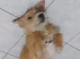 Menina