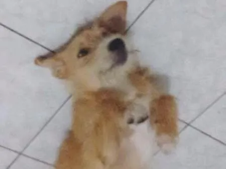 Cachorro ra a indefinida idade 1 ano nome Menina