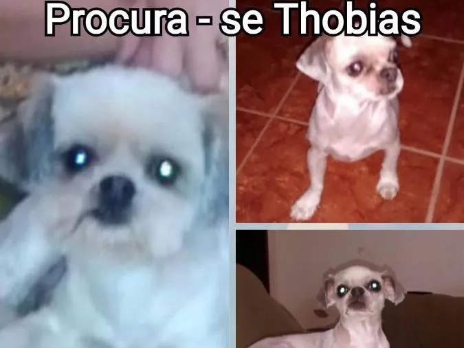 Cachorro ra a  idade  nome shitzu