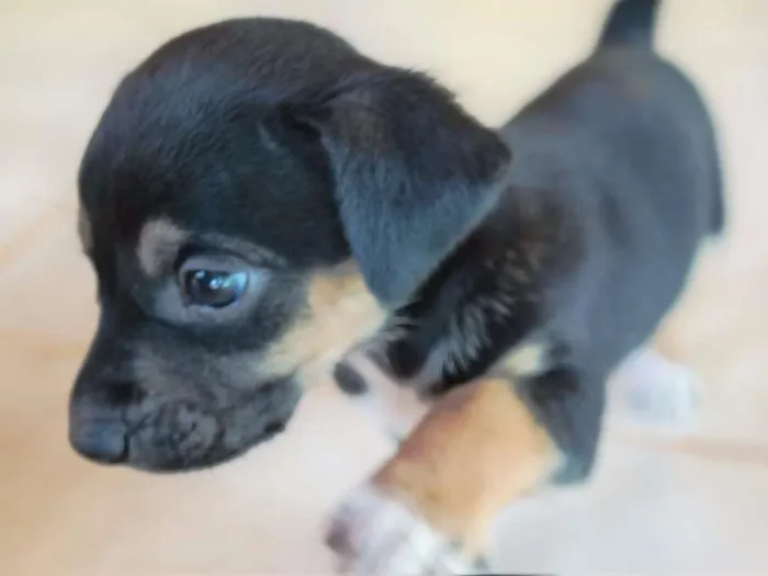 Cachorro ra a SRD idade Abaixo de 2 meses nome Sem nome ainda
