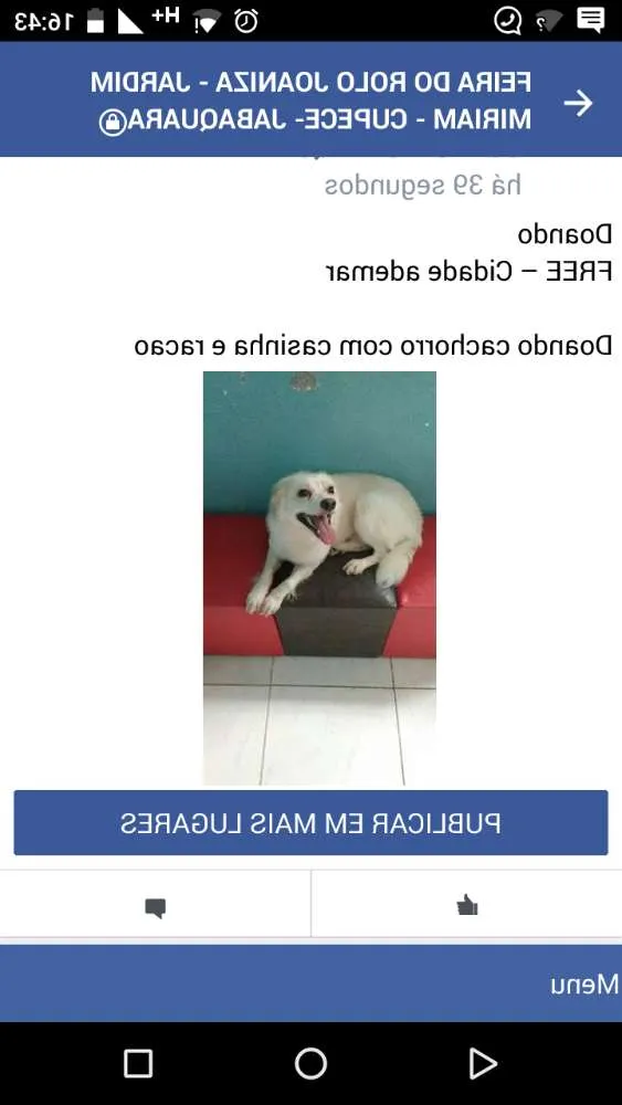 Cachorro ra a Não definida idade 1 ano nome Rabito