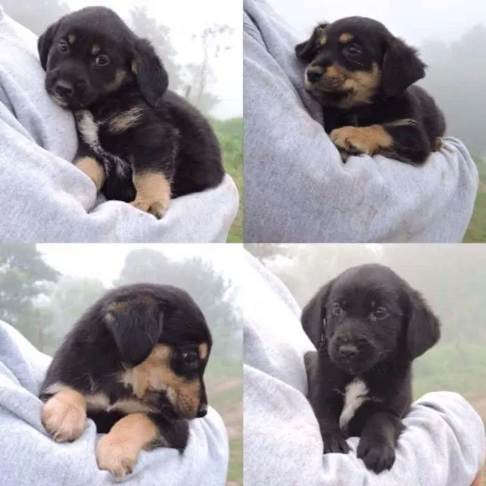 Cachorro ra a SRD idade  nome FILHOTES 