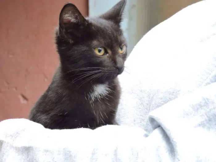 Gato ra a SRD idade 2 a 6 meses nome FLOR