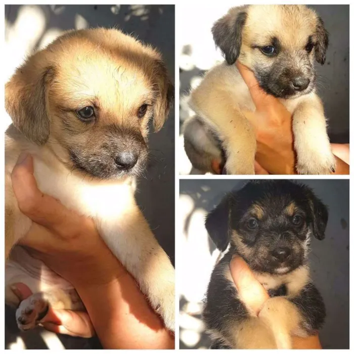 Cachorro raça Não identificados  idade Abaixo de 2 meses nome Sem nome