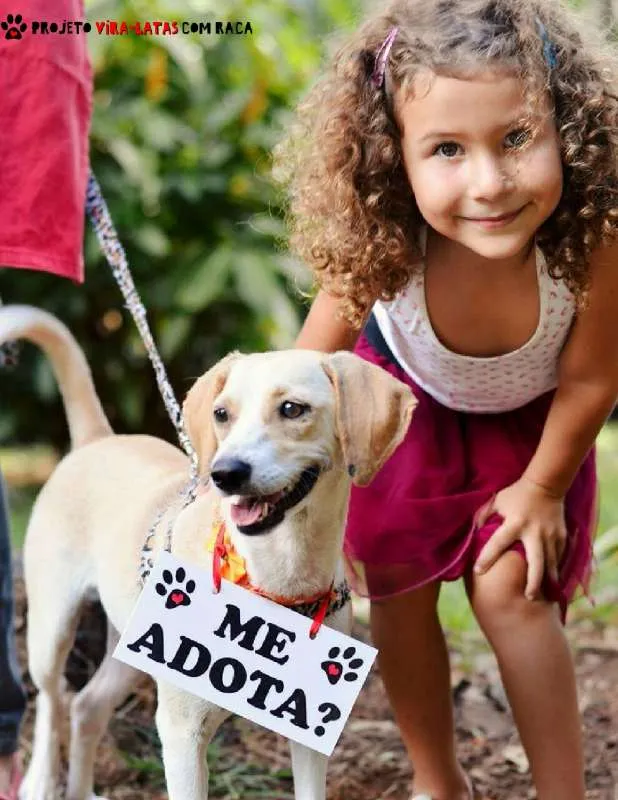 Cachorro ra a SRD idade 1 ano nome Sarah