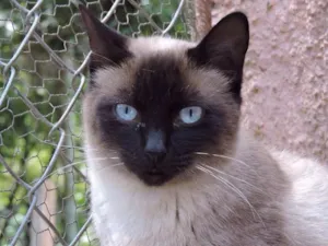 Gato raça SRD idade 7 a 11 meses nome FELICIA
